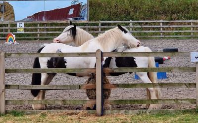 The Gate Was Never Locked – They Just Needed to Know They Could Walk Through It
