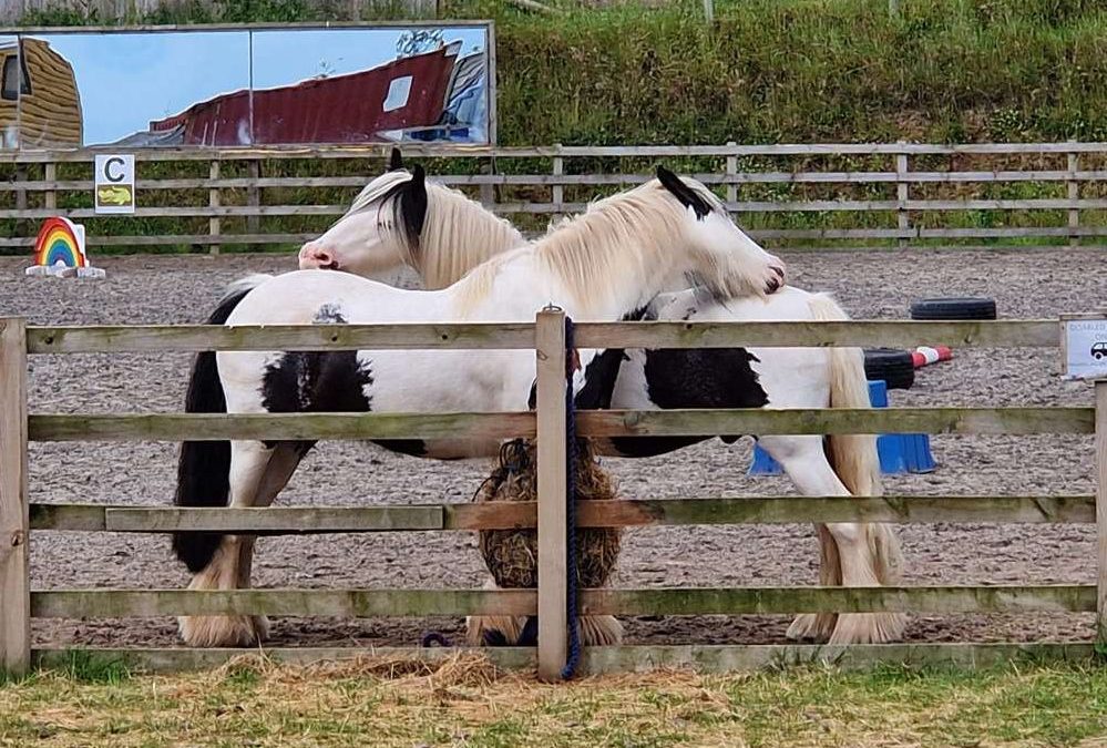 The Gate Was Never Locked – They Just Needed to Know They Could Walk Through It