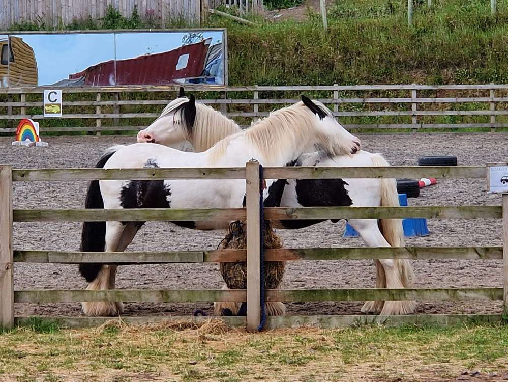 Two black-and-white horses standing in a fenced area, grooming each other. Background includes a mural, rainbow decor, and grassy field.