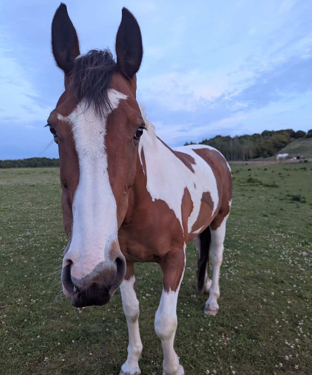 Brown and white horse facing the camera in a grassy field under a cloudy blue sky, with trees in the distant background.