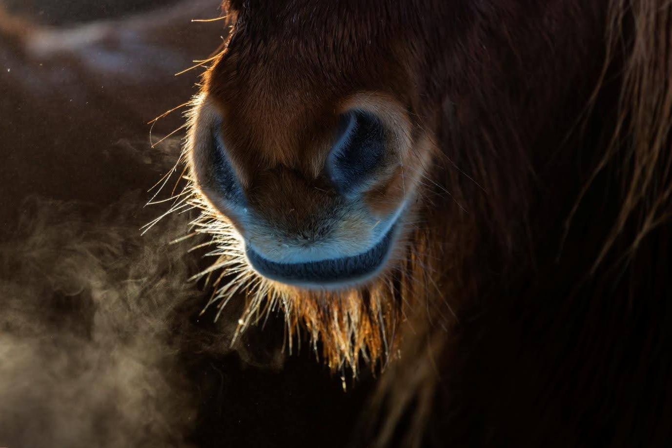 Close-up of a horse's nose exhaling visible breath in cold air. Warm light highlights the fur, creating a serene and tranquil mood.