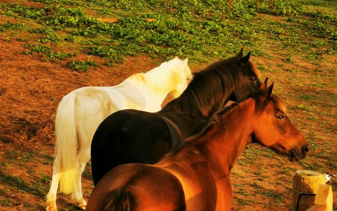 Why Young People and Horses Taught Me More About Leadership Than Any Book