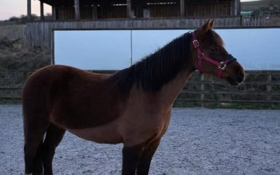 From Shedding to Stepping Forward – Leadership Lessons from the Year of the Snake and the Year of the Horse