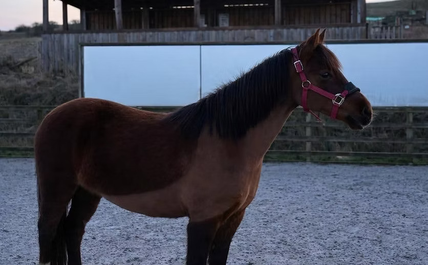 From Shedding to Stepping Forward – Leadership Lessons from the Year of the Snake and the Year of the Horse